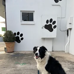 Billy's border collie