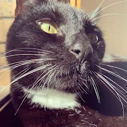 Zoe's cat Milo George Whiskers